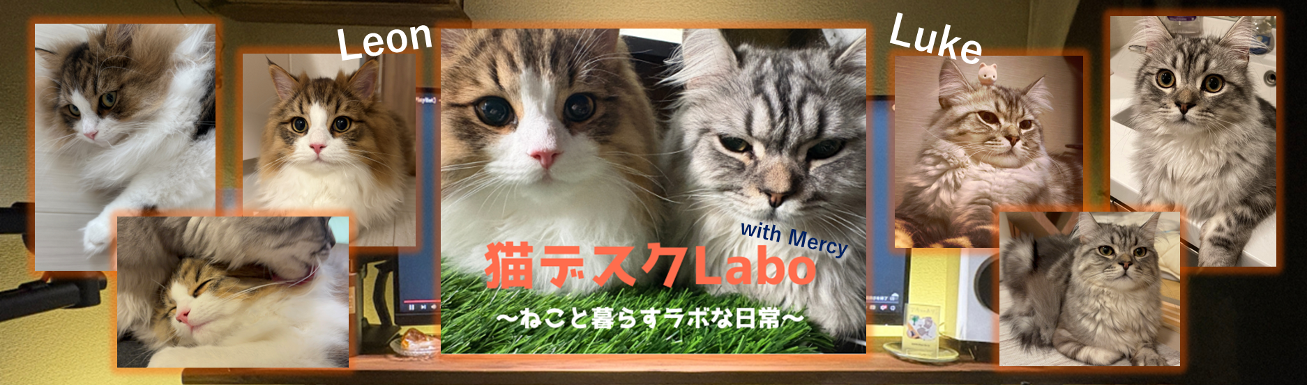 猫デスクラボ with Mercy