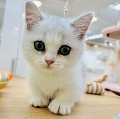 ミヌエットの丸顔と短足の特徴