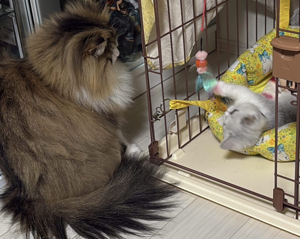 多頭飼い　導入にはゲージが必須