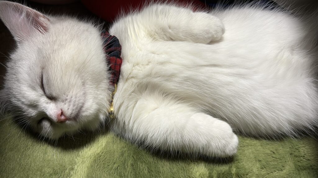 ミヌエットの特徴がわかる写真