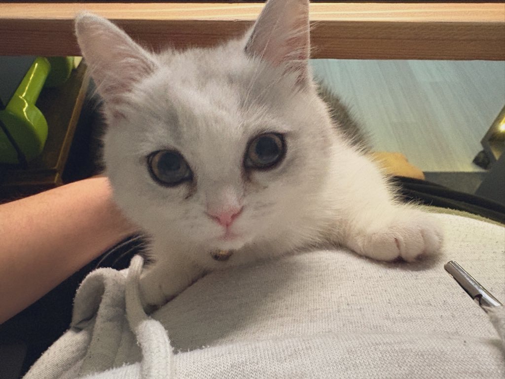 ミヌエットの性格と特徴のイメージ