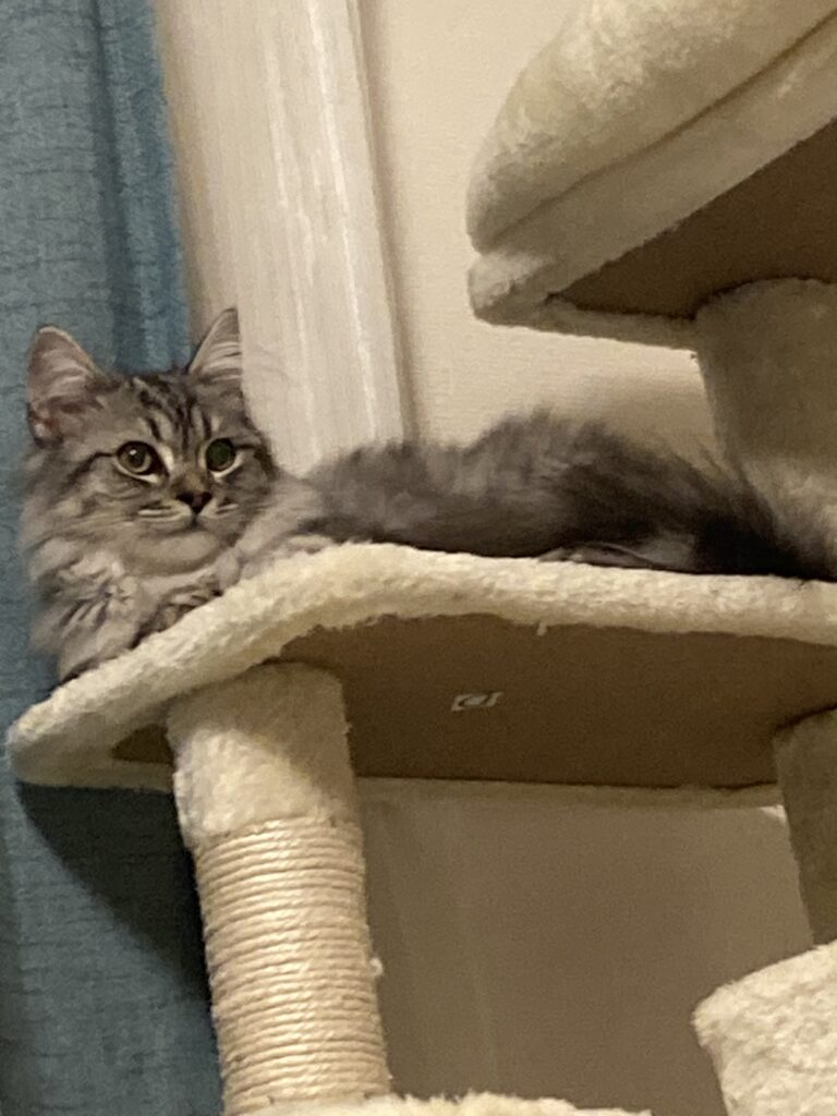 ラガマフィンを迎えるためのキャットタワーの例