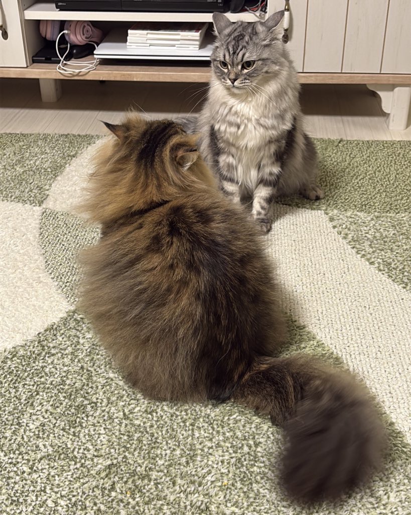 多頭飼い　説教するルーク