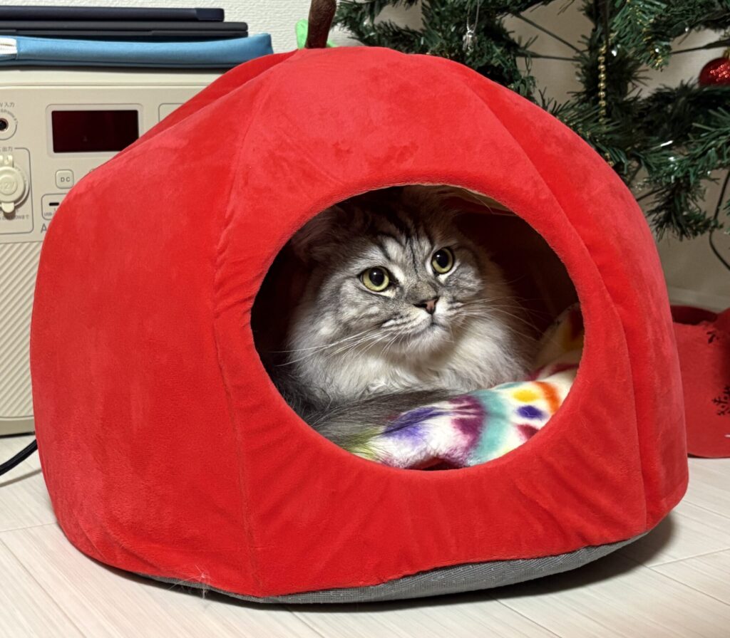 多頭飼い　自分のスペースを確保するルーク