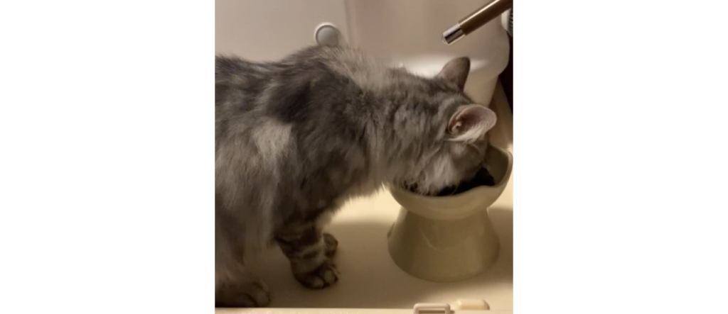 ラガマフィンに合うフードボウルの写真