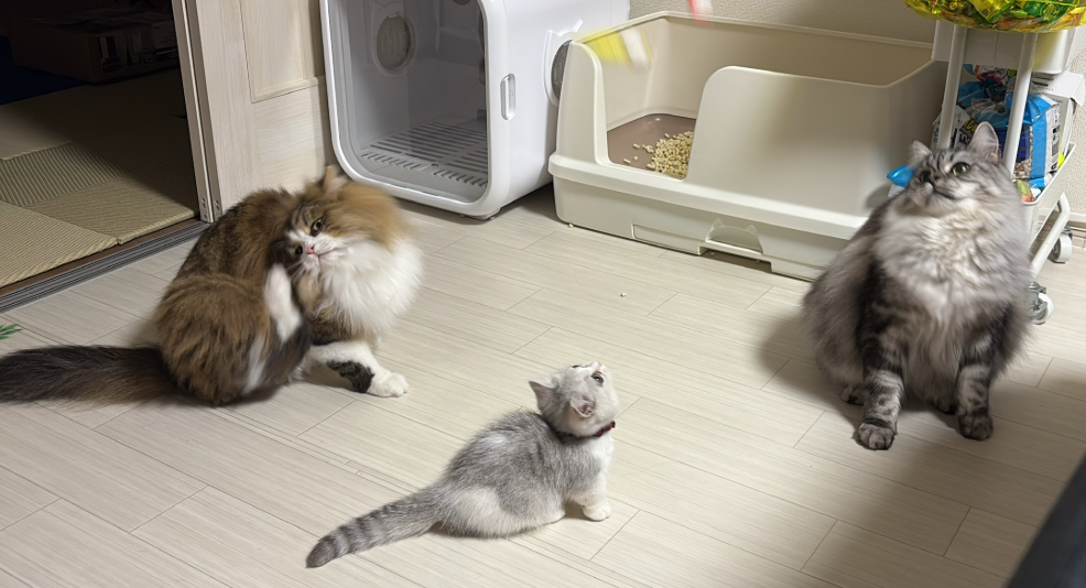多頭飼いのコミュニケーション
